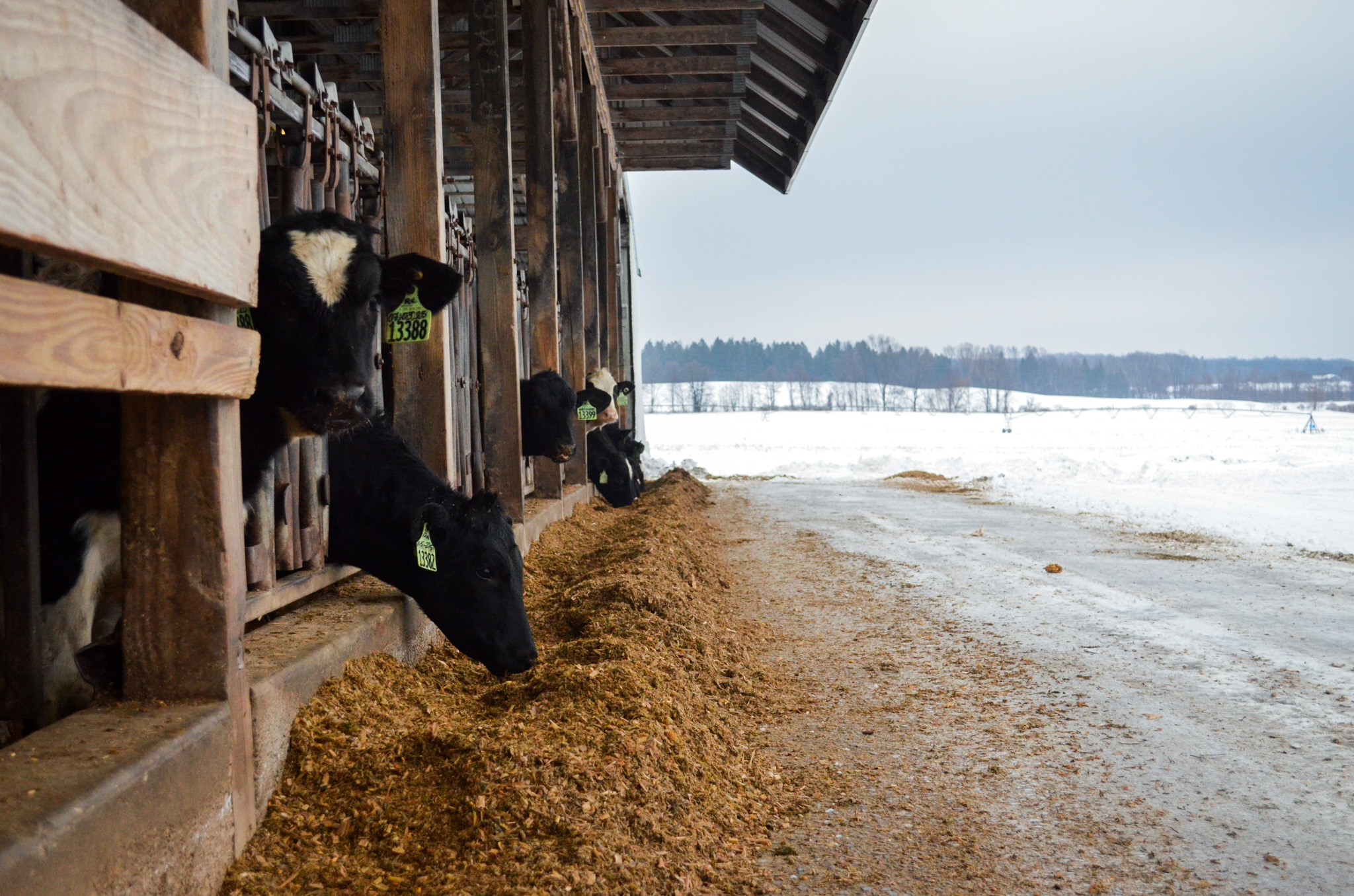 The herd year-round